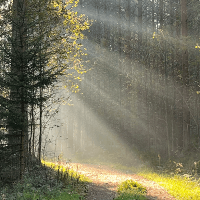 sun in forest